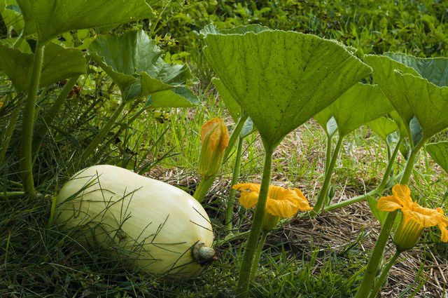 A squash complete with its vines